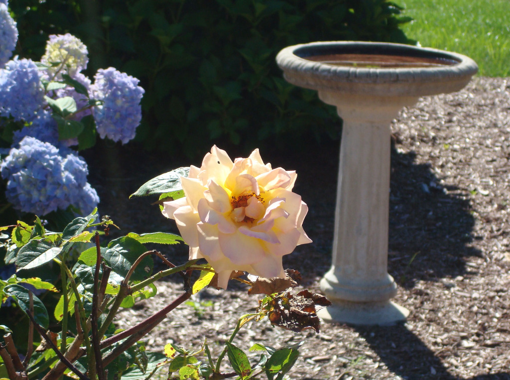 spring Flowers bird bath