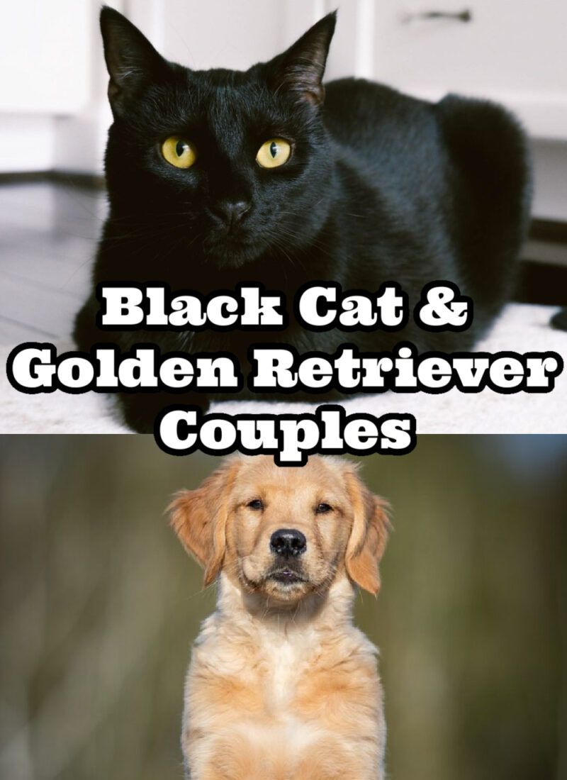 Black Cat & Golden Retriever Couple | Cats as Feminine Energy & Dogs as Masculine Energy| German Shepherd Boyfriend